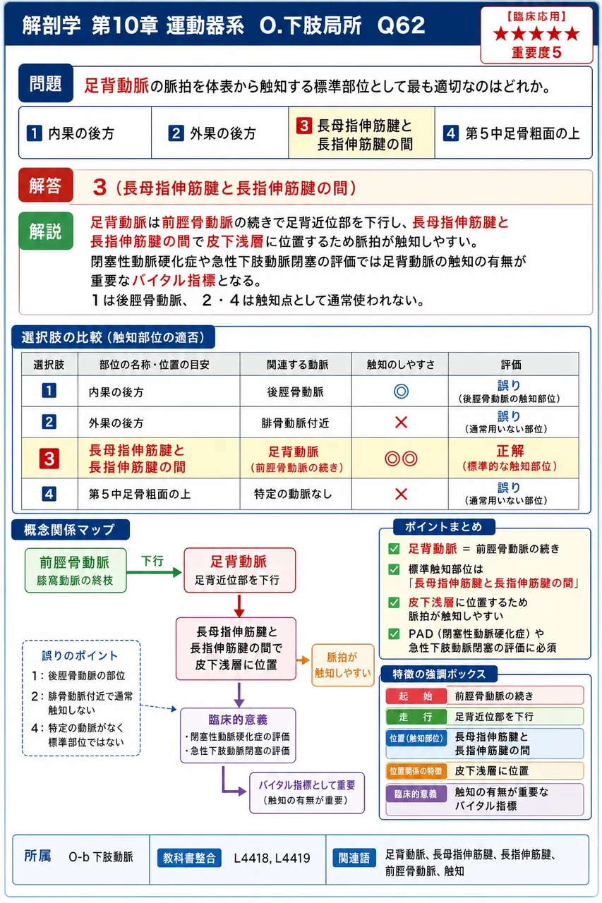 足背動脈の脈拍を体表から触知する標準部位として最も適切なのはどれか。 解説図