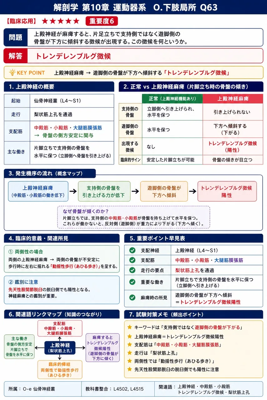 上殿神経が麻痺すると、片足立ちで支持側ではなく遊脚側の骨盤が下方に傾斜する徴候が出現する。この徴候を何というか。 解説図