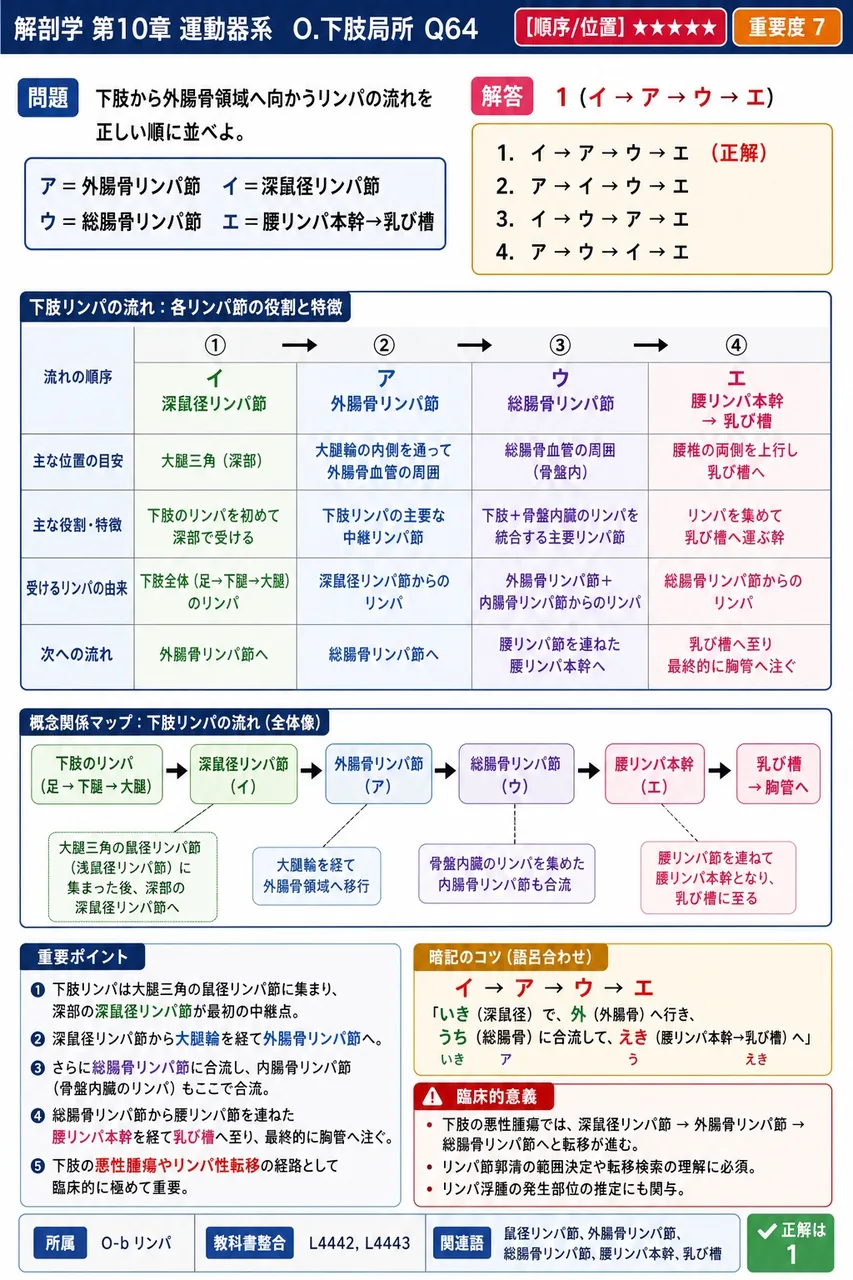 下肢から外腸骨領域へ向かうリンパの流れを正しい順に並べよ。 ア=外腸骨リンパ節 イ=深鼠径リンパ節 ウ=総腸骨リンパ節 エ=腰リンパ本幹→乳び槽 解説図