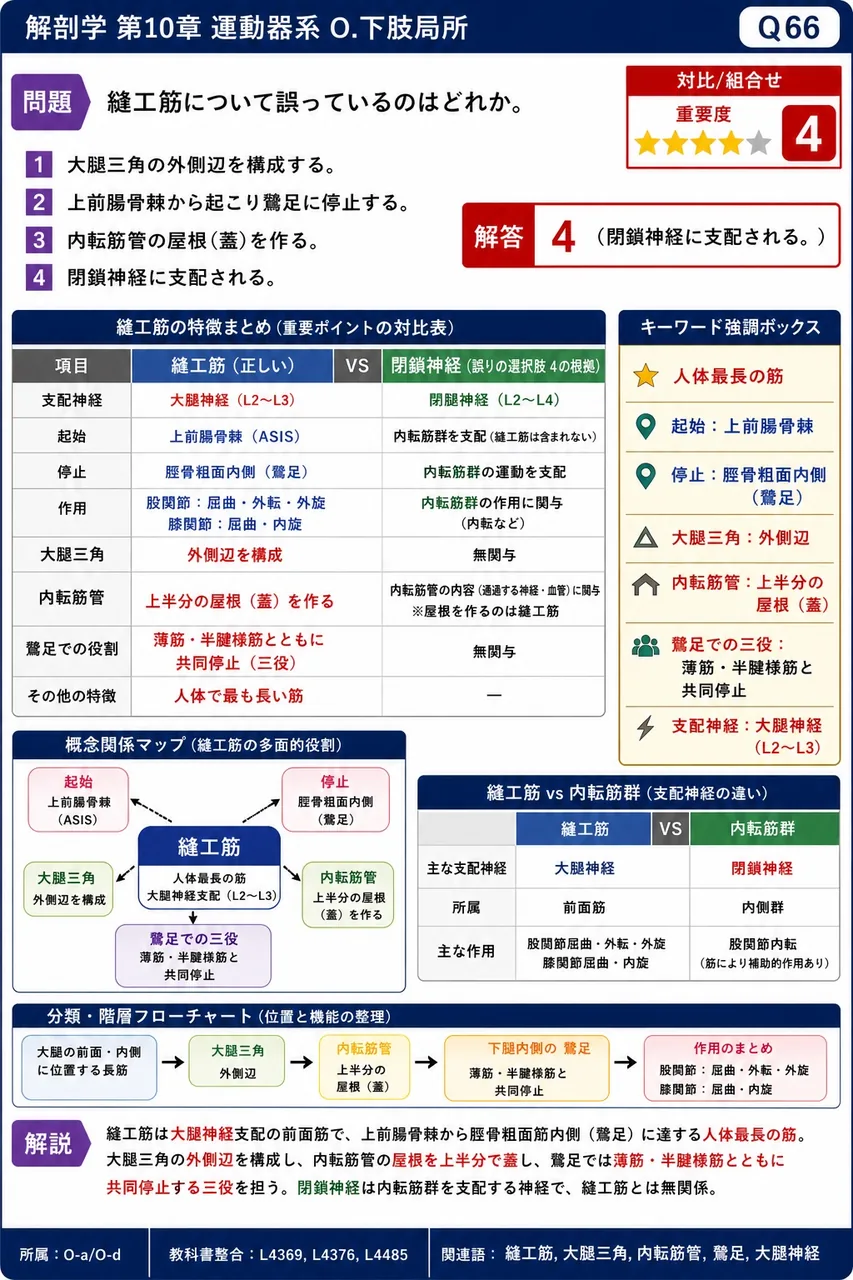 縫工筋について誤っているのはどれか。 解説図