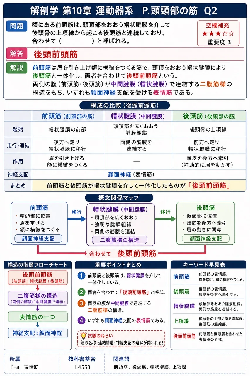 額にある前頭筋は、頭頂部をおおう帽状腱膜を介して後頭骨の上項線から起こる後頭筋と連続しており、合わせて( )と呼ばれる。 解説図