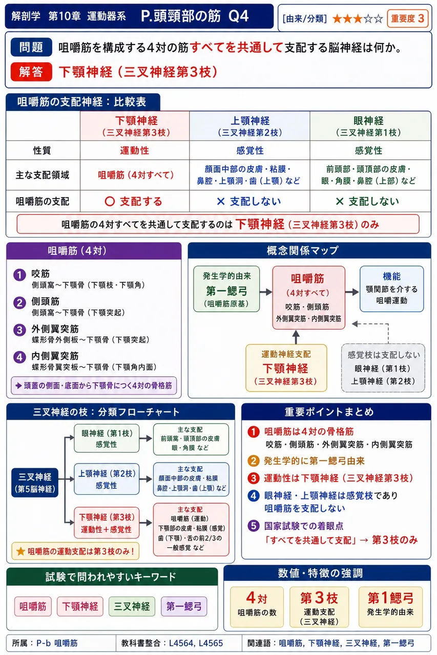 咀嚼筋を構成する4対の筋すべてを共通して支配する脳神経は何か。 解説図