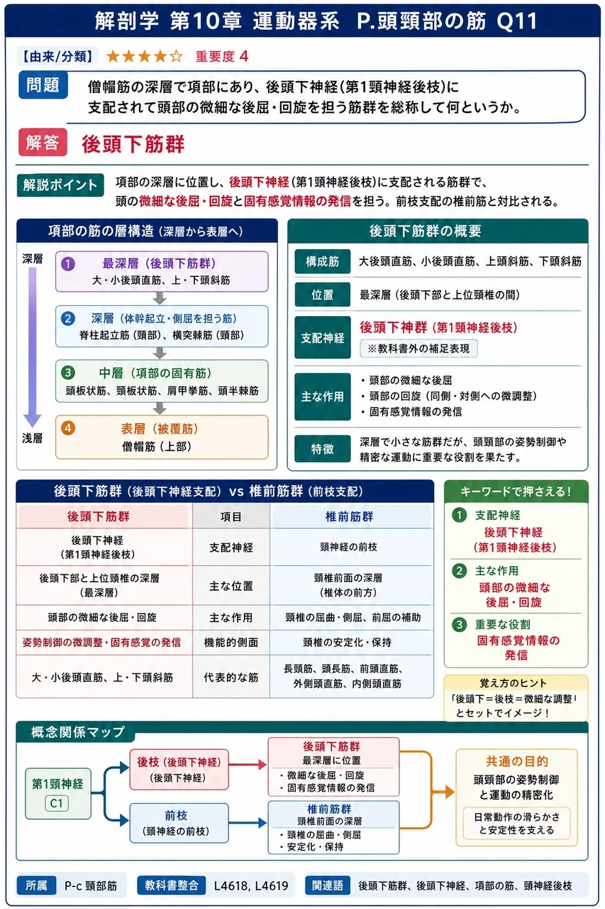 僧帽筋の深層で項部にあり、後頭下神経(第1頸神経後枝)に支配されて頭部の微細な後屈・回旋を担う筋群を総称して何というか。 解説図