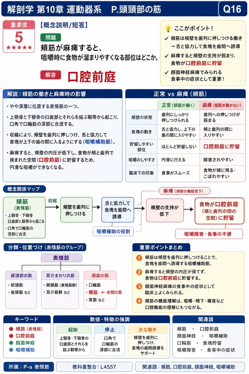 頬筋が麻痺すると、咀嚼時に食物が溜まりやすくなる部位はどこか。 解説図