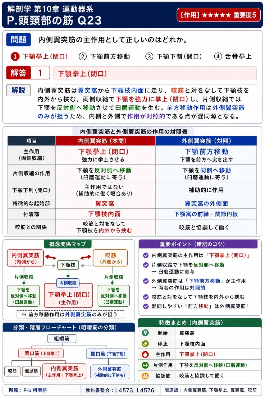 内側翼突筋の主作用として正しいのはどれか。 解説図
