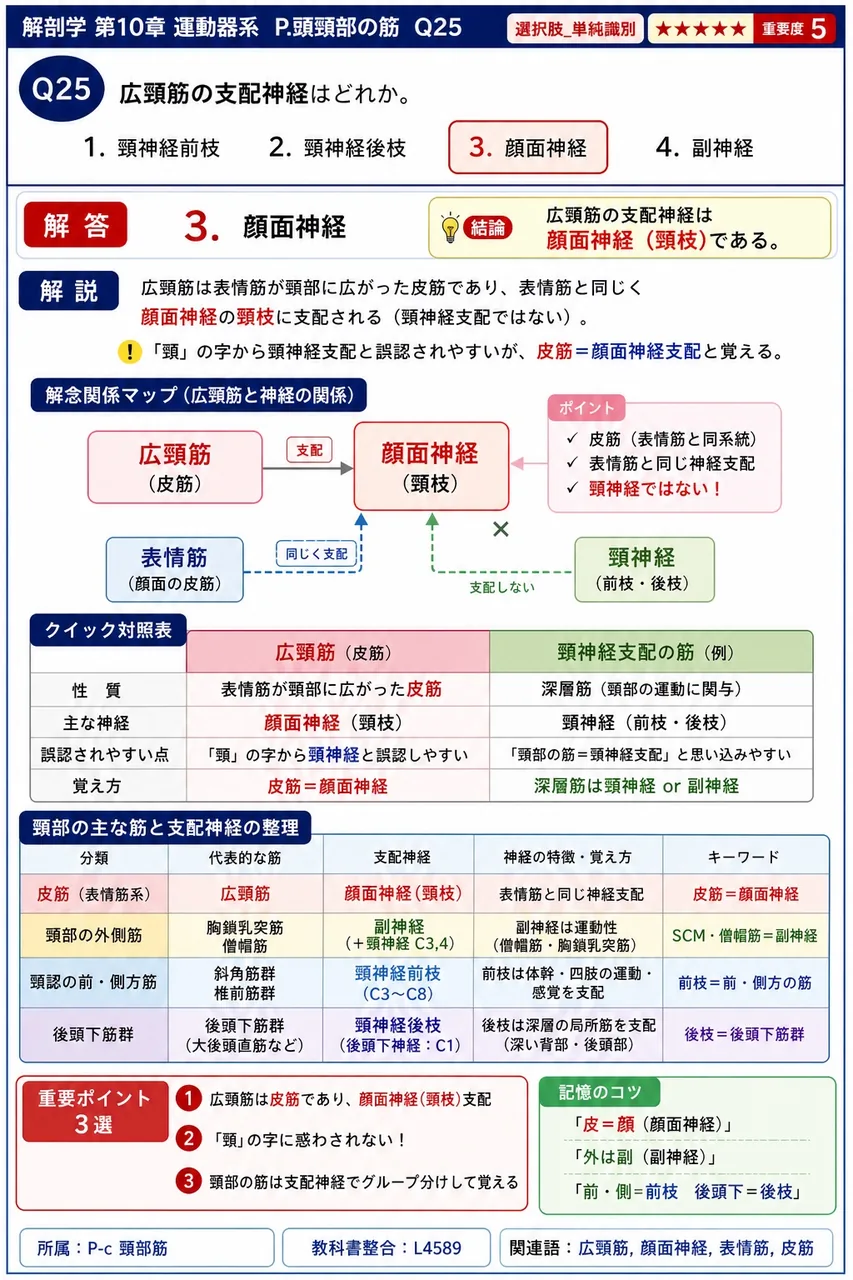 広頸筋の支配神経はどれか。 解説図