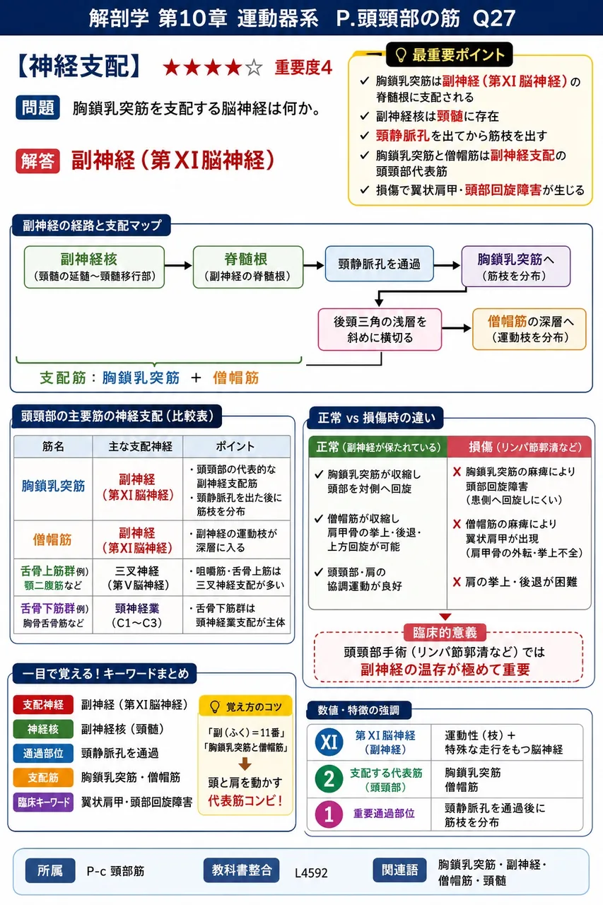 胸鎖乳突筋を支配する脳神経は何か。 解説図