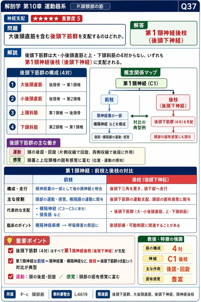 大後頭直筋を含む後頭下筋群を支配するのはどれか。 解説図