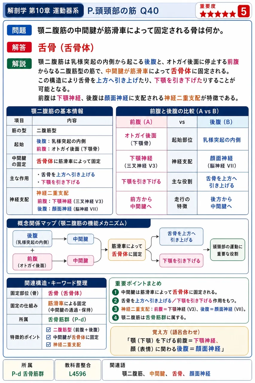 顎二腹筋の中間腱が筋滑車によって固定される骨は何か。 解説図