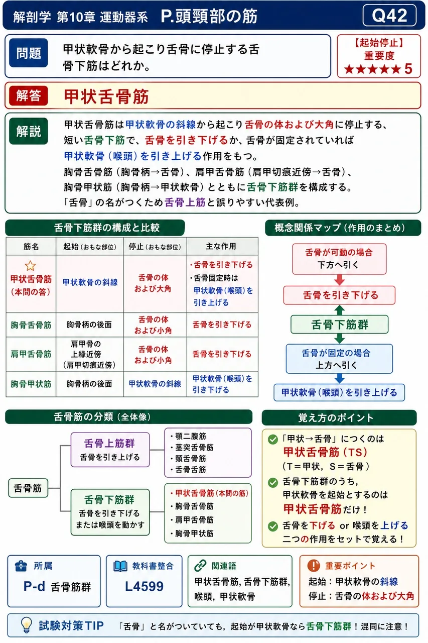 甲状軟骨から起こり舌骨に停止する舌骨下筋はどれか。 解説図