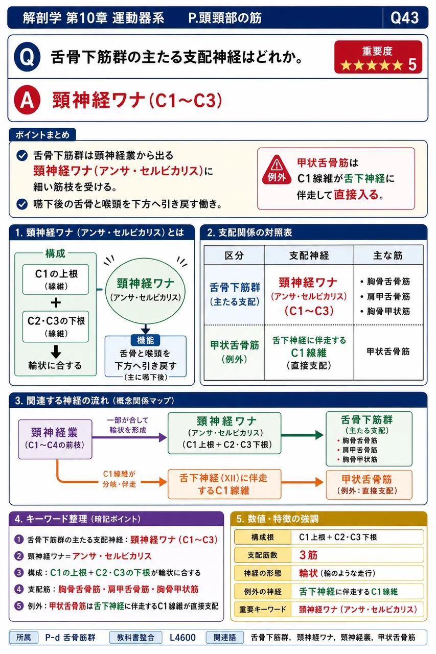 舌骨下筋群の主たる支配神経はどれか。 解説図