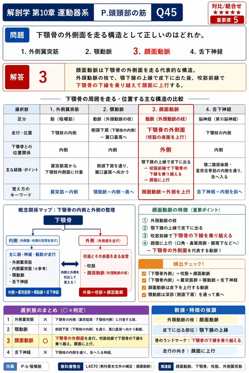 下顎骨の外側面を走る構造として正しいのはどれか。 解説図