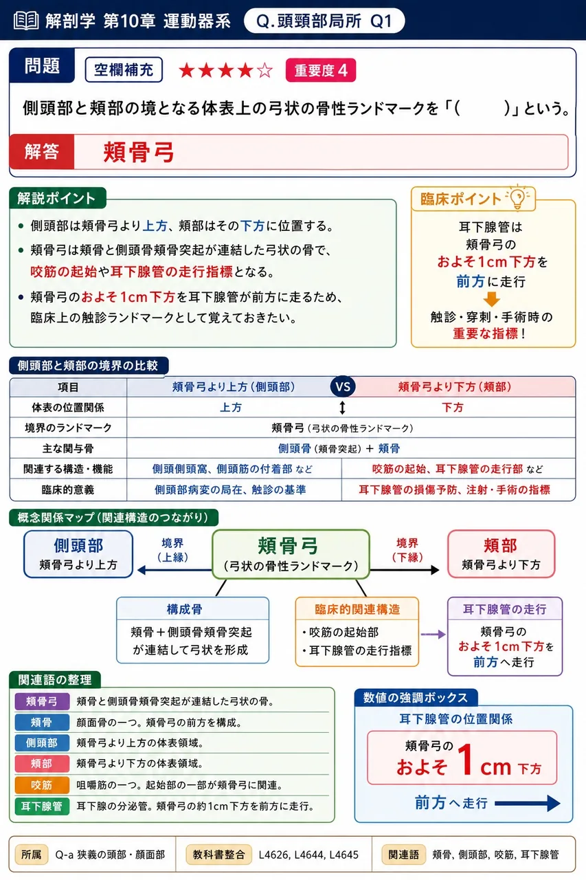 側頭部と頬部の境となる体表上の弓状の骨性ランドマークを「( )」という。 解説図