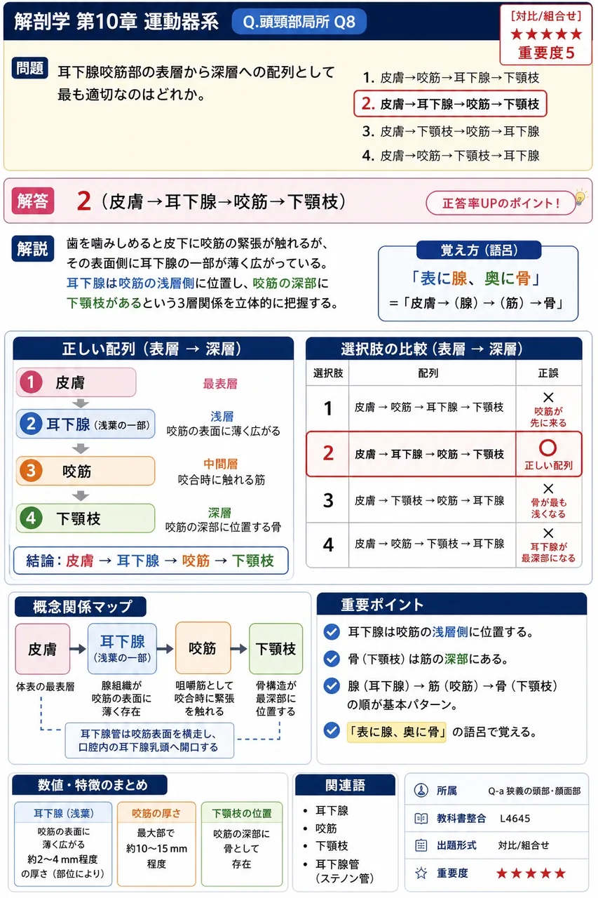 耳下腺咬筋部の表層から深層への配列として最も適切なのはどれか。 解説図