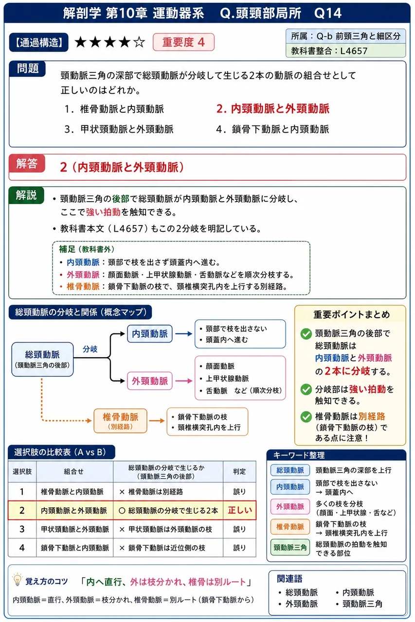 頸動脈三角の深部で総頸動脈が分岐して生じる2本の動脈の組合せとして正しいのはどれか。 解説図