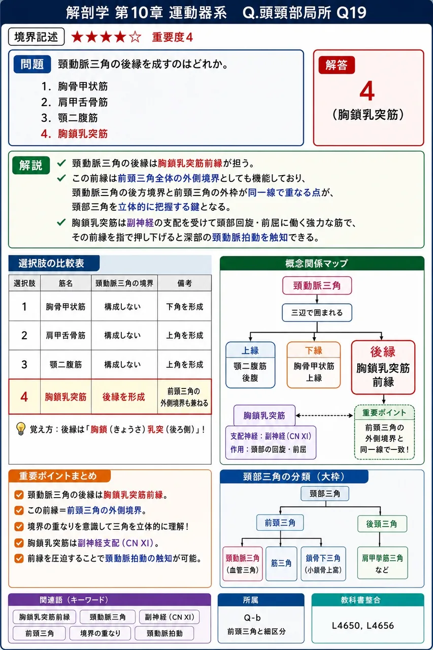 頸動脈三角の後縁を成すのはどれか。 解説図