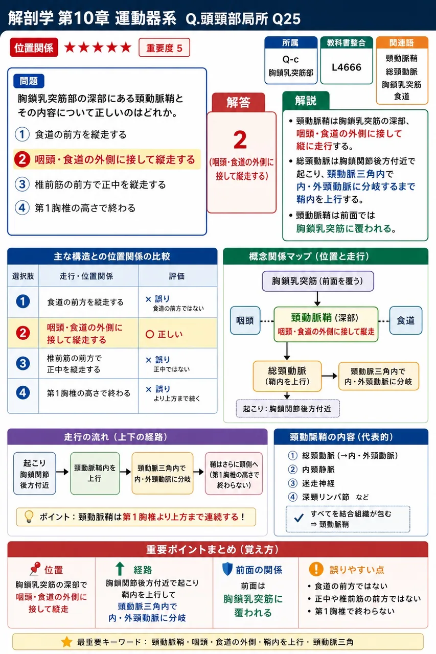 胸鎖乳突筋部の深部にある頸動脈鞘とその内容について正しいのはどれか。 解説図