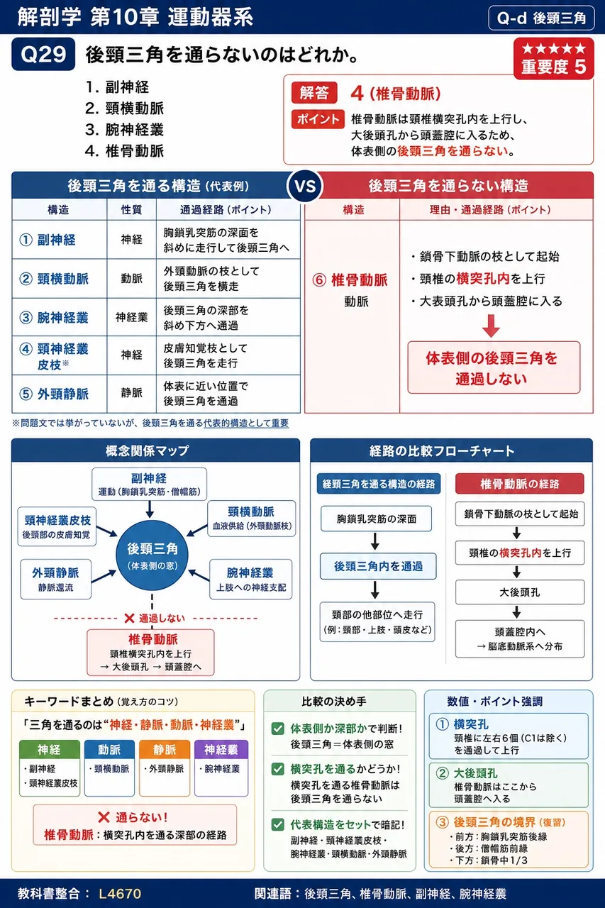後頸三角を通らないのはどれか。 解説図