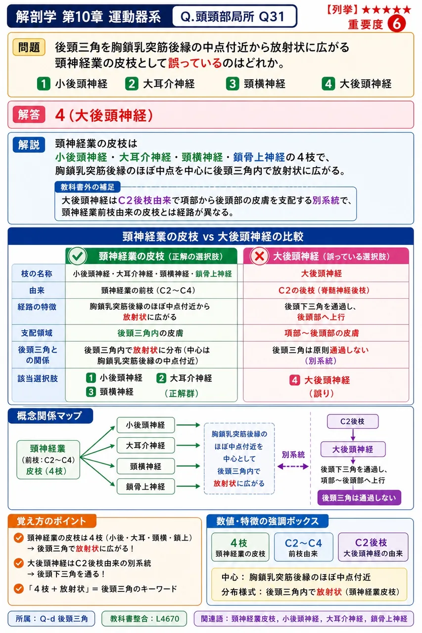 後頸三角を胸鎖乳突筋後縁の中点付近から放射状に広がる頸神経叢の皮枝として誤っているのはどれか。 解説図