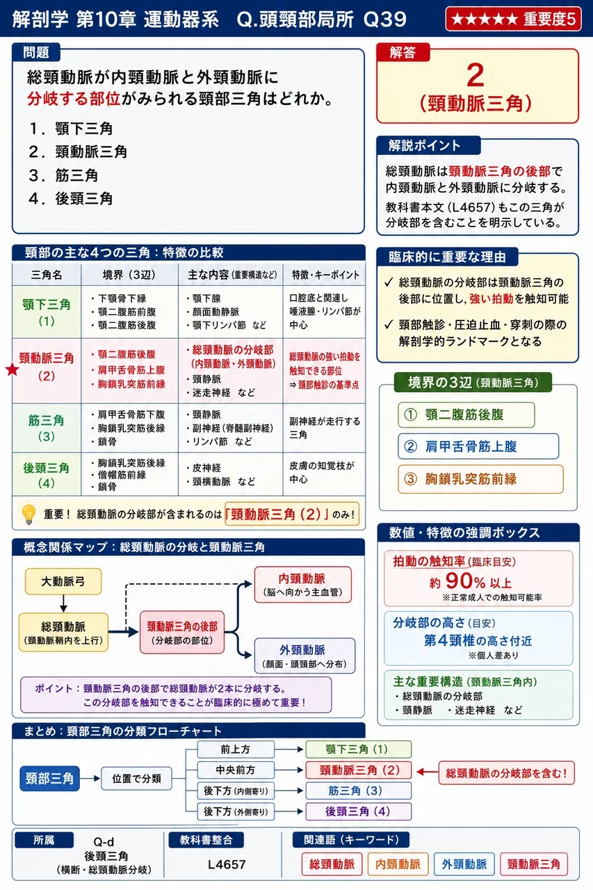 総頸動脈が内頸動脈と外頸動脈に分岐する部位がみられる頸部三角はどれか。 解説図