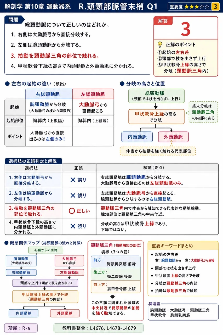 総頸動脈について正しいのはどれか。 解説図