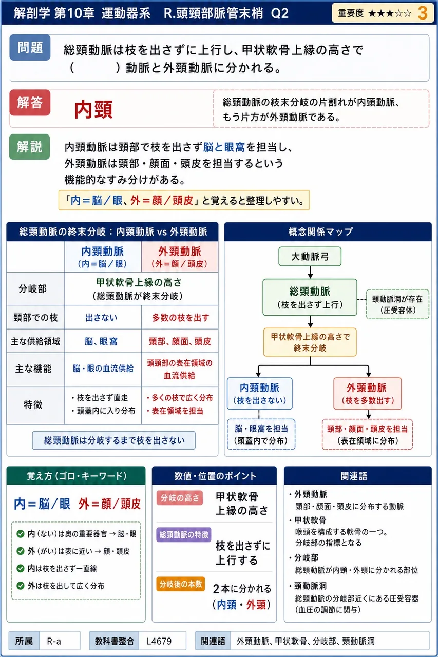 総頸動脈は枝を出さずに上行し、甲状軟骨上縁の高さで( )動脈と外頸動脈に分かれる。 解説図