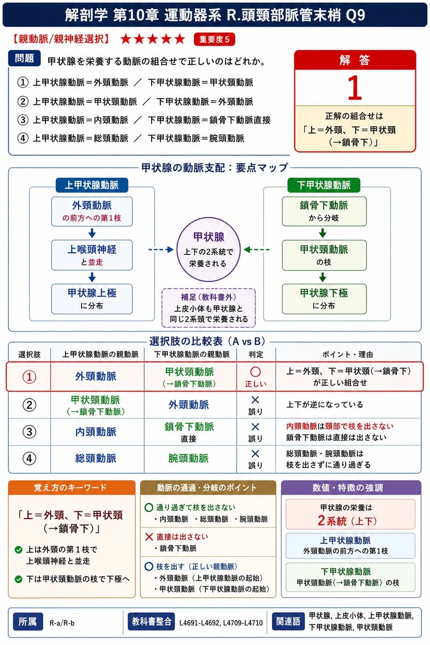 甲状腺を栄養する動脈の組合せで正しいのはどれか。 解説図