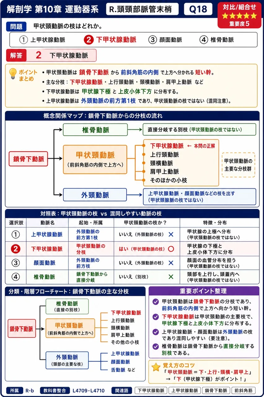 甲状頸動脈の枝はどれか。 解説図