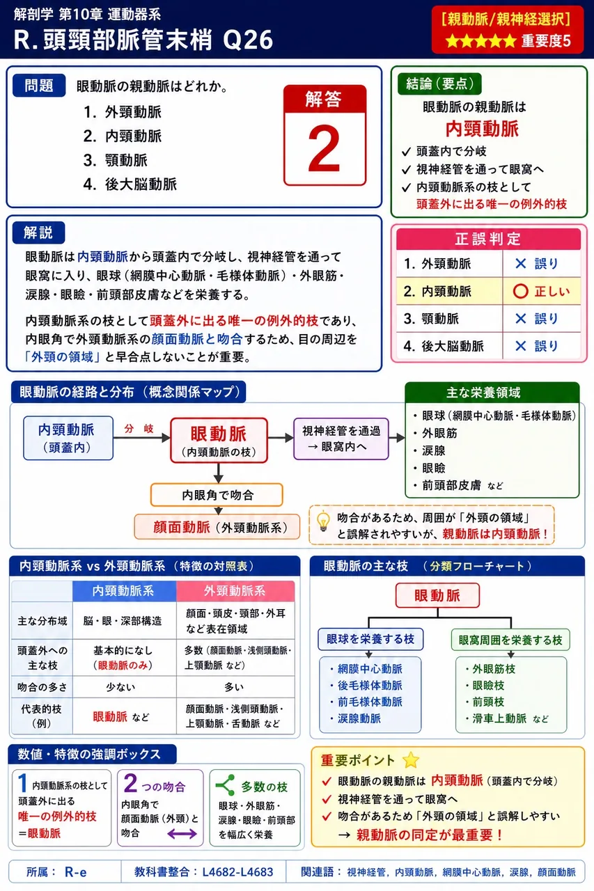 眼動脈の親動脈はどれか。 解説図