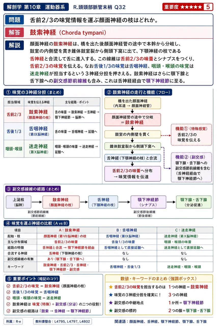 舌前2/3の味覚情報を運ぶ顔面神経の枝はどれか。 解説図