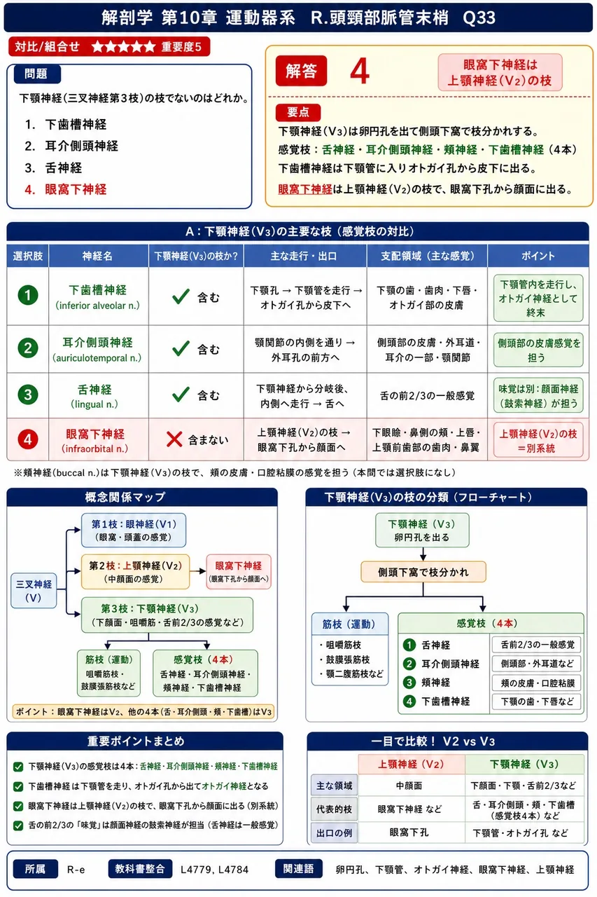 下顎神経(三叉神経第3枝)の枝でないのはどれか。 解説図