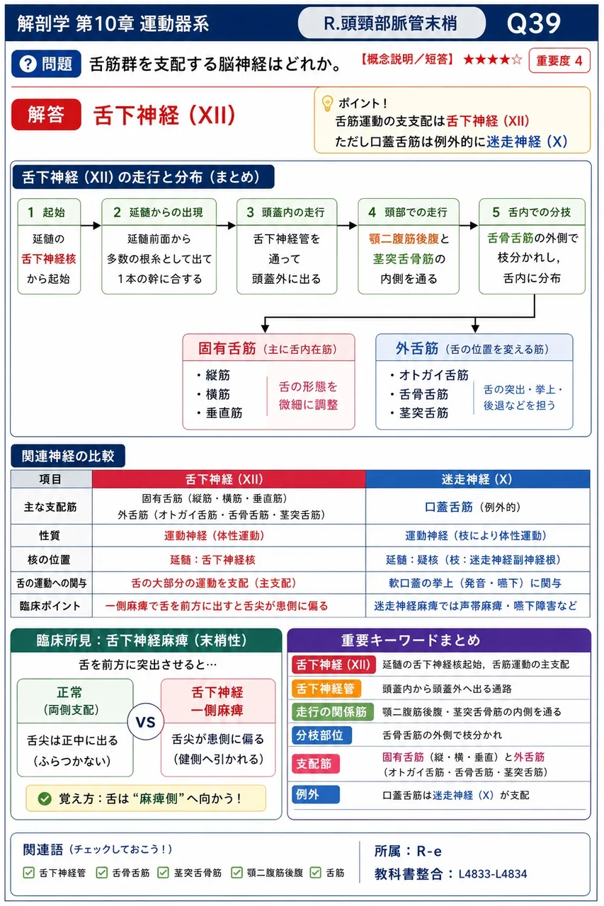 舌筋群を支配する脳神経はどれか。 解説図