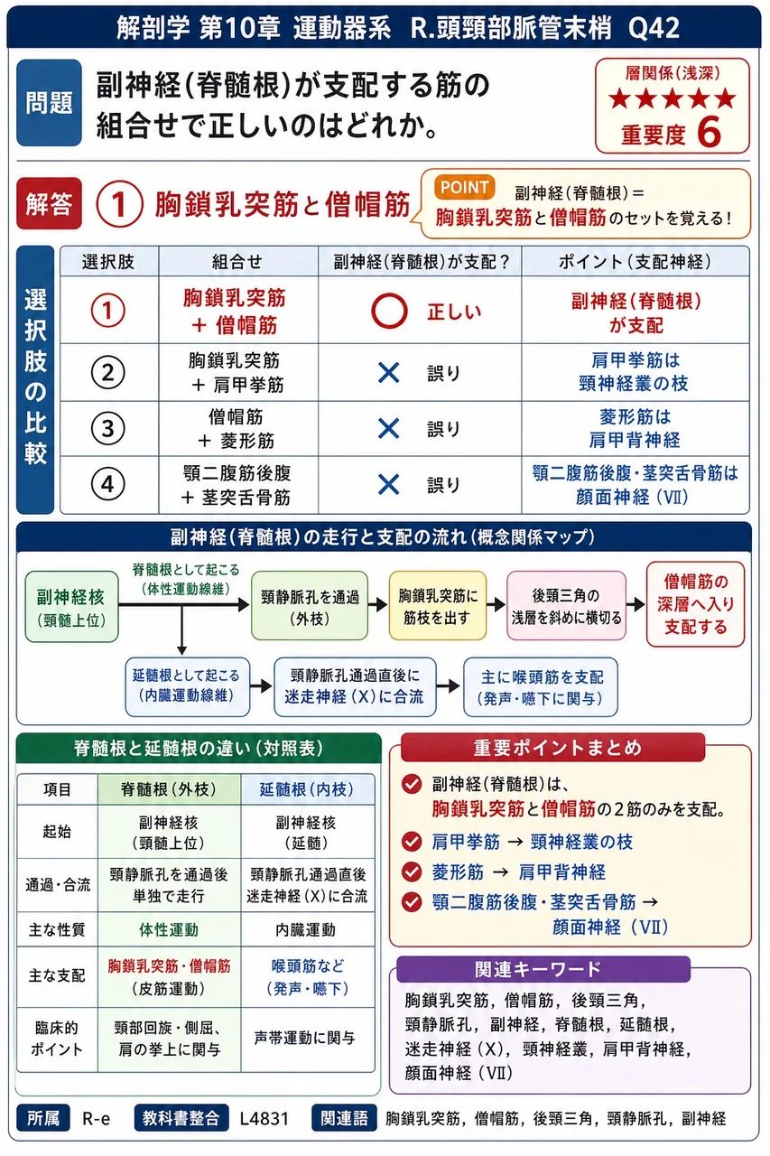 副神経(脊髄根)が支配する筋の組合せで正しいのはどれか。 解説図