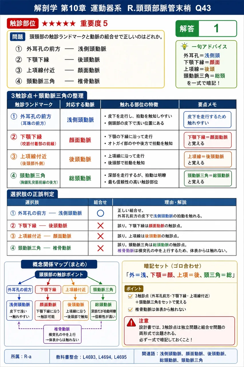 頭頸部の触診ランドマークと動脈の組合せで正しいのはどれか。 解説図