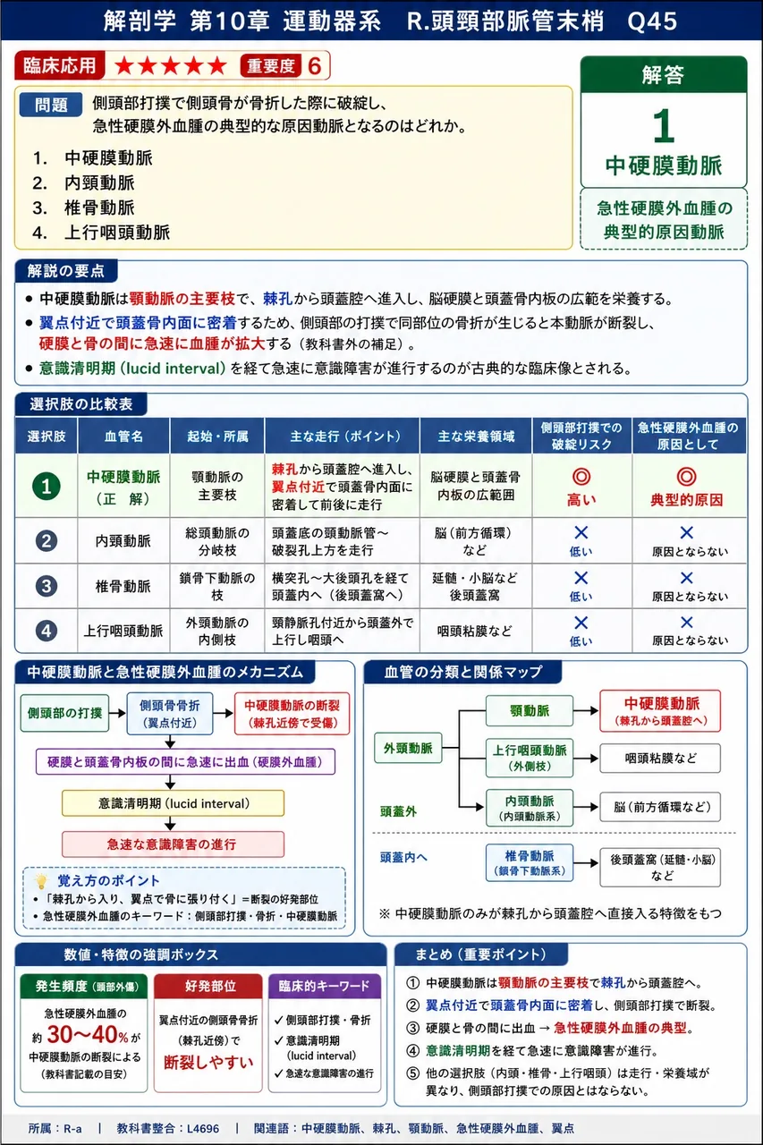 側頭部打撲で側頭骨が骨折した際に破綻し、急性硬膜外血腫の典型的な原因動脈となるのはどれか。 解説図