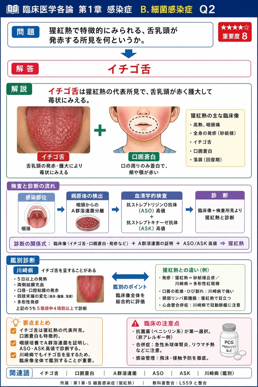 猩紅熱で特徴的にみられる、舌乳頭が発赤する所見を何というか。 解説図