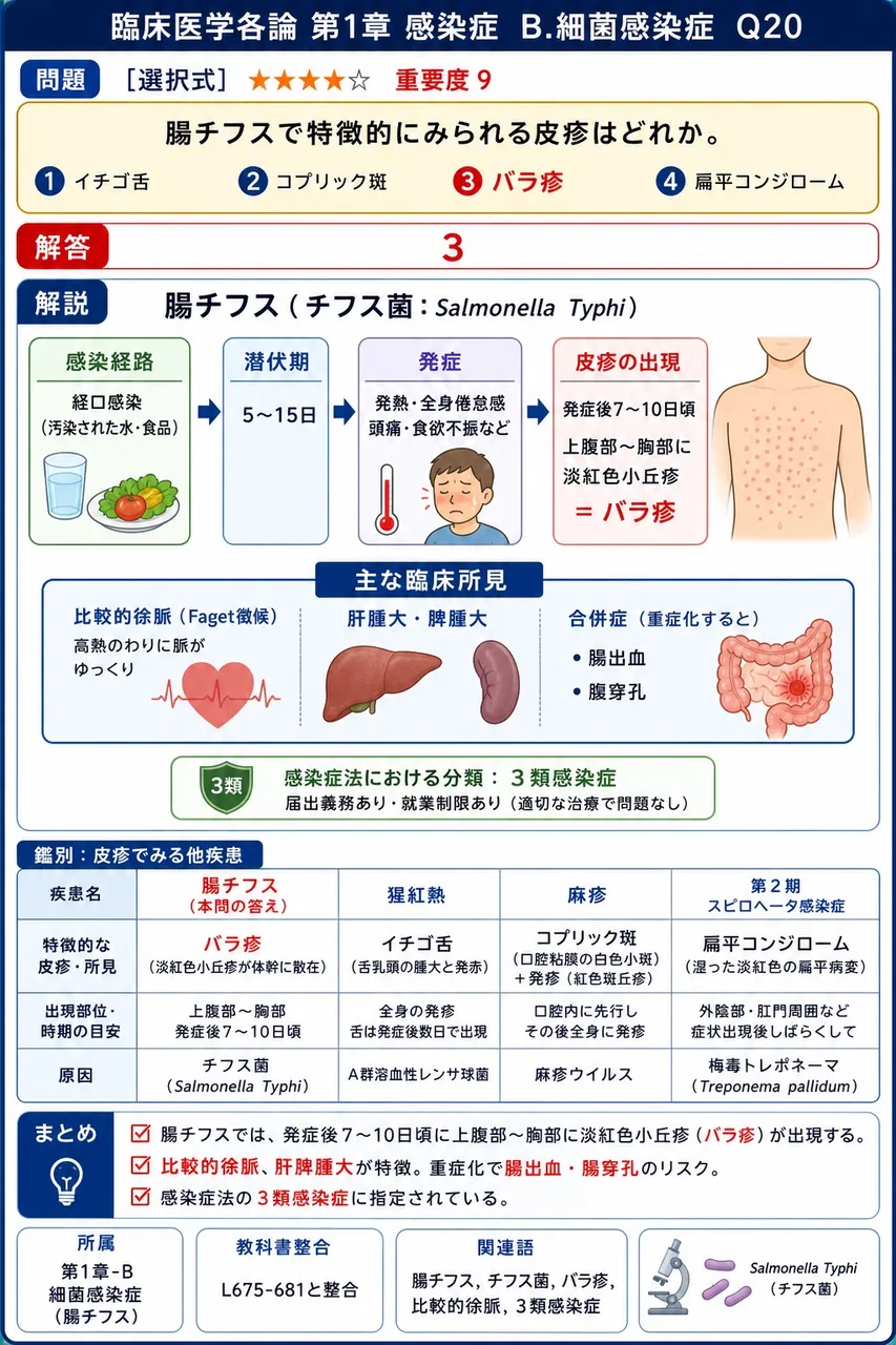 腸チフスで特徴的にみられる皮疹はどれか。 解説図