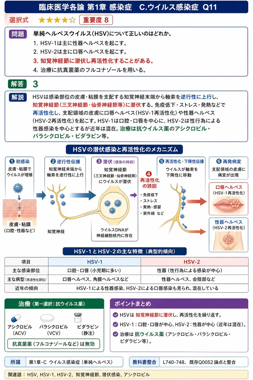単純ヘルペスウイルス(HSV)について正しいのはどれか。 解説図