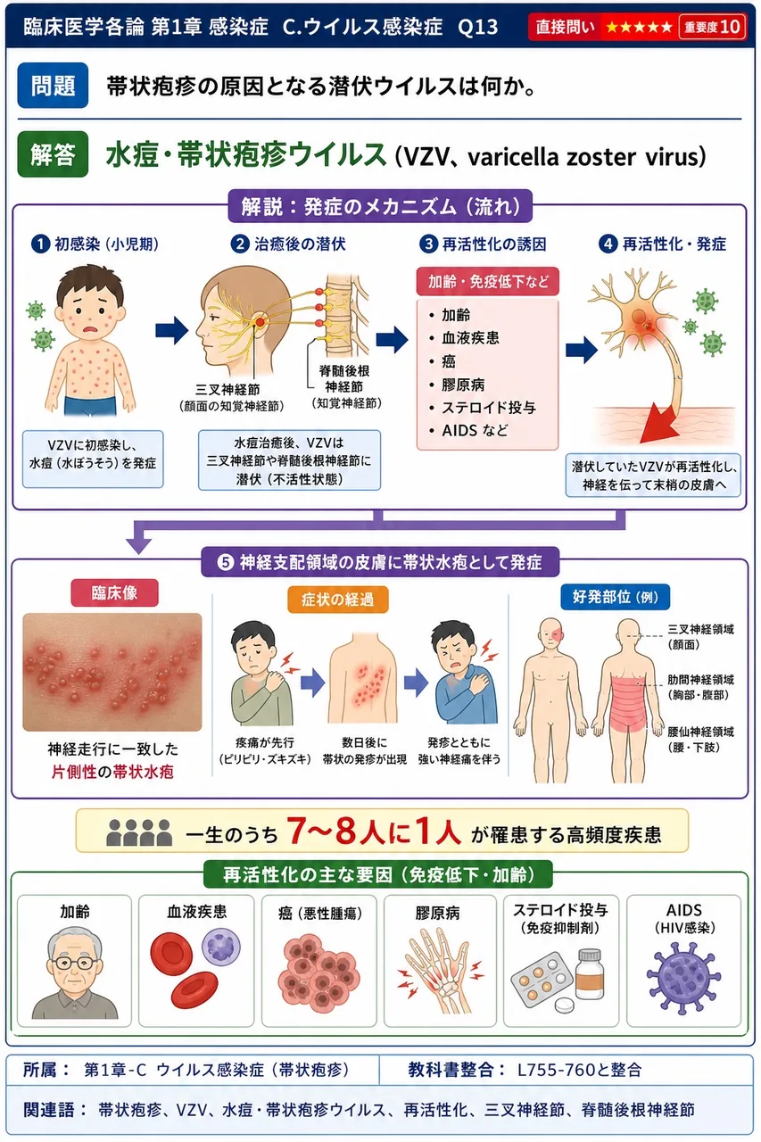 帯状疱疹の原因となる潜伏ウイルスは何か。 解説図