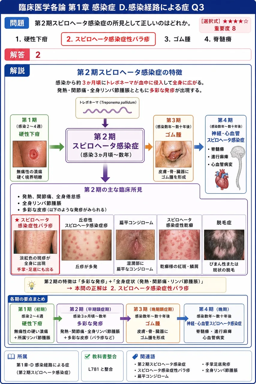 第2期梅毒の所見として正しいのはどれか。 解説図