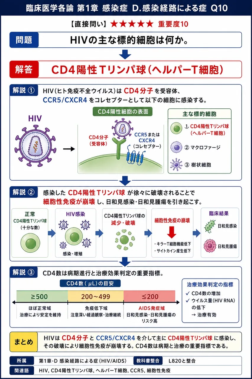 HIVの主な標的細胞は何か。 解説図