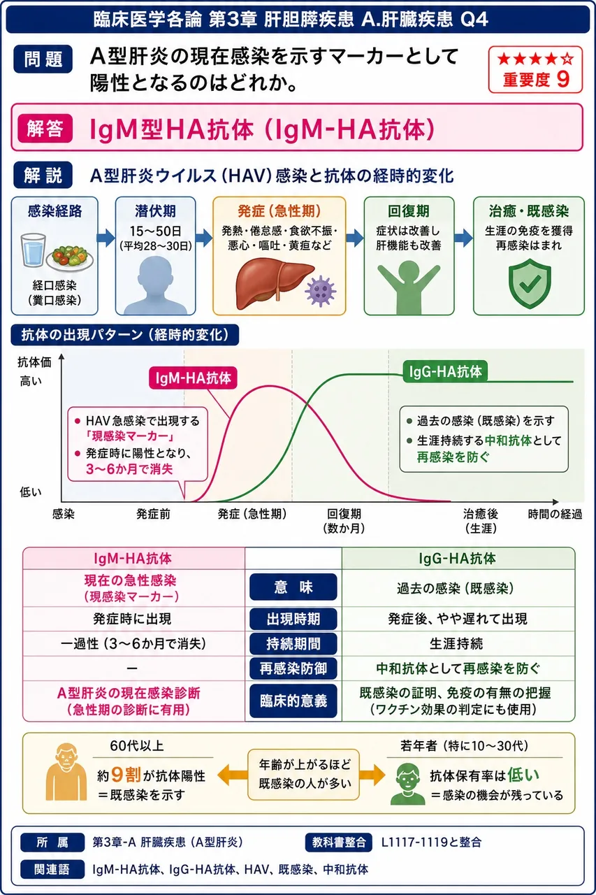 A型肝炎の現在感染を示すマーカーとして陽性となるのはどれか。 解説図