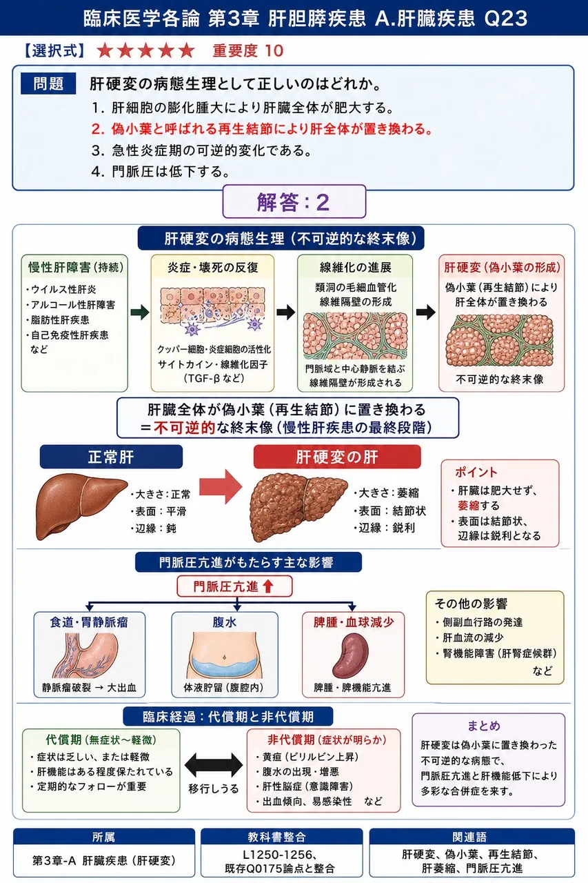 肝硬変の病態生理として正しいのはどれか。 解説図