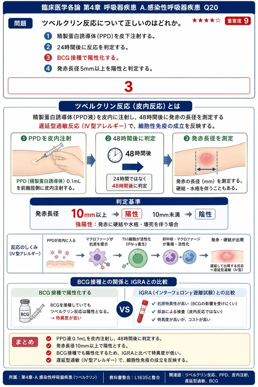 ツベルクリン反応について正しいのはどれか。 解説図