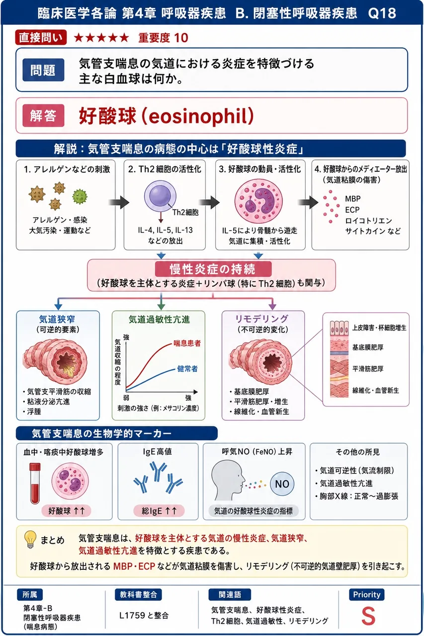 気管支喘息の気道における炎症を特徴づける主な白血球は何か。 解説図