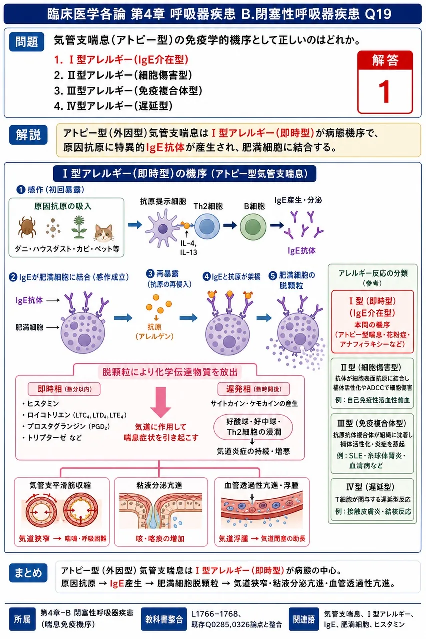 気管支喘息(アトピー型)の免疫学的機序として正しいのはどれか。 解説図