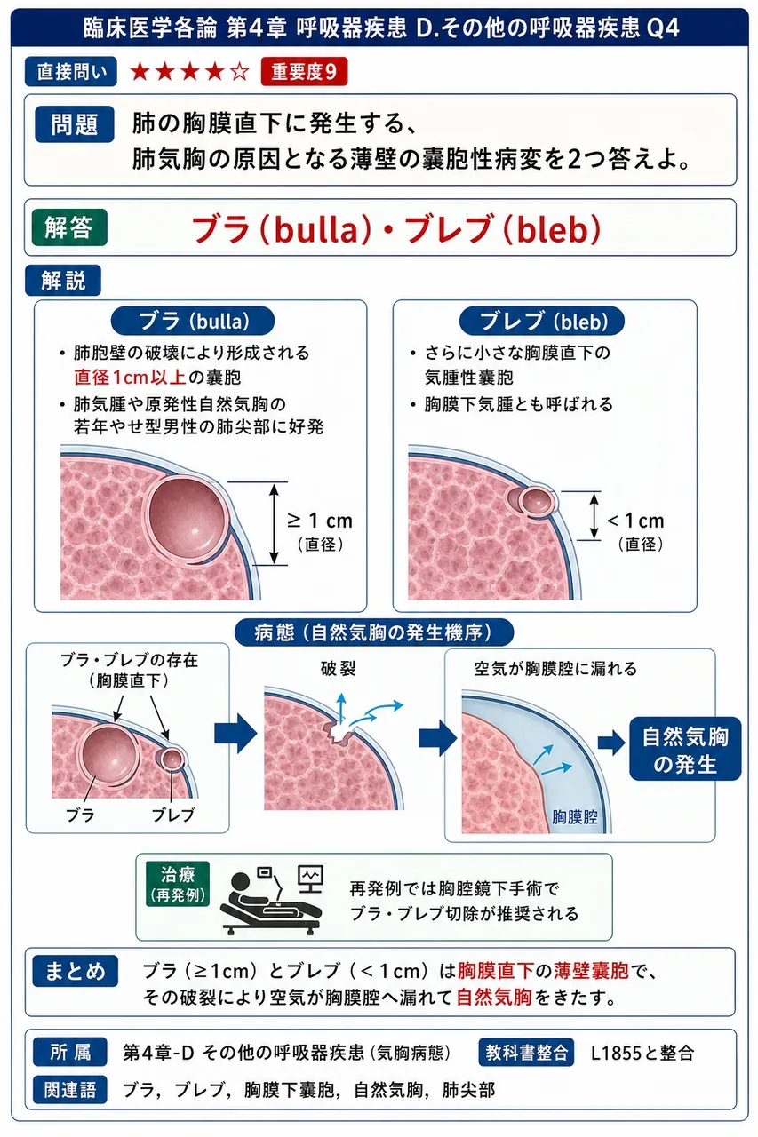 肺の胸膜直下に発生する、肺気胸の原因となる薄壁の嚢胞性病変を2つ答えよ。 解説図