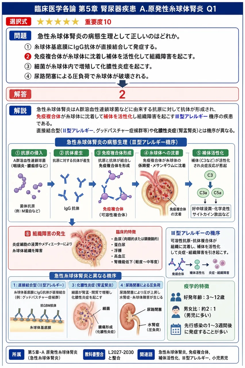 急性糸球体腎炎の病態生理として正しいのはどれか。 解説図