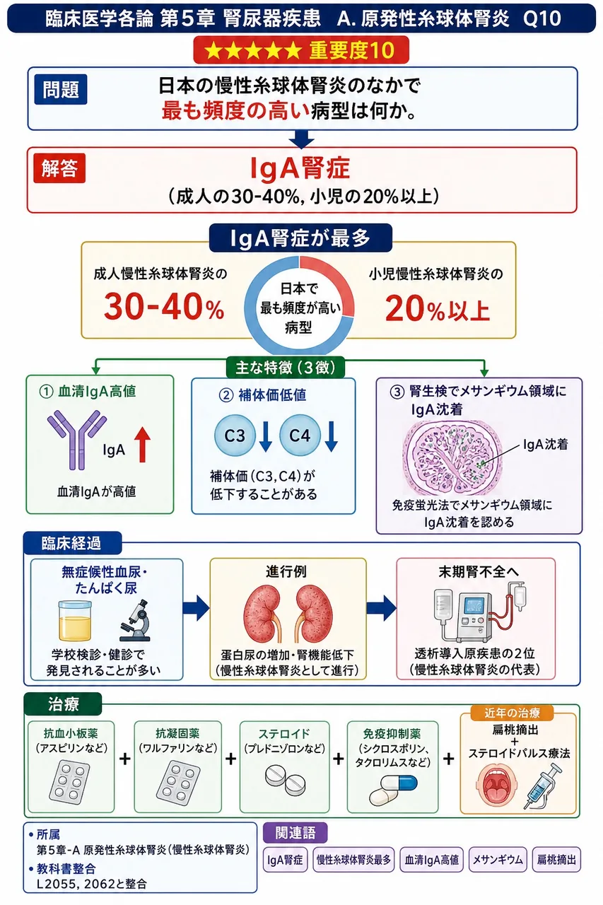日本の慢性糸球体腎炎のなかで最も頻度の高い病型は何か。 解説図