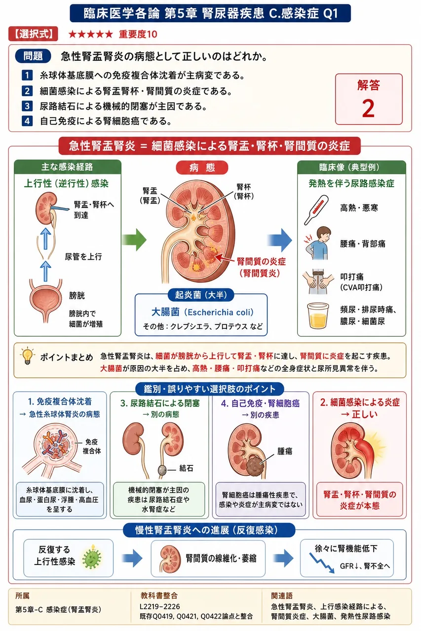 急性腎盂腎炎の病態として正しいのはどれか。 解説図